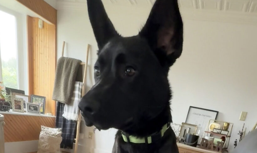 Oliver