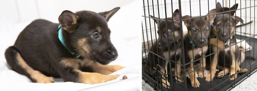 Puppies (female)