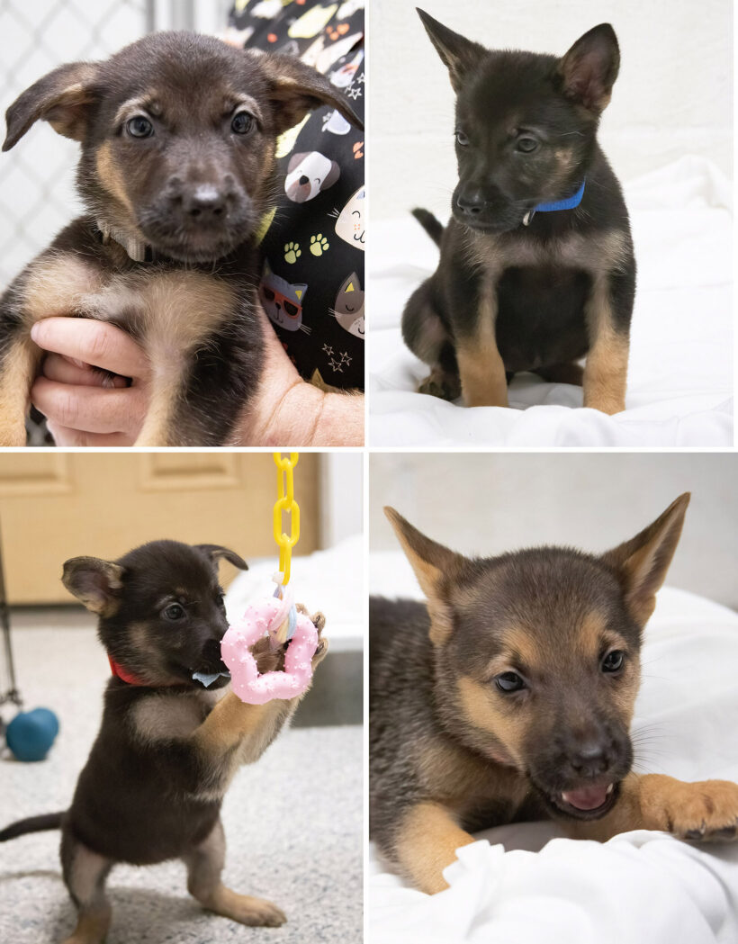 Puppies (female)