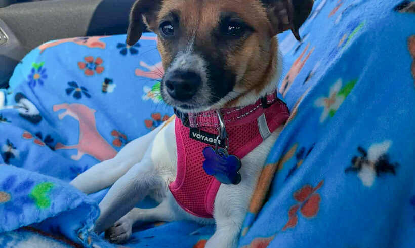 Suzette-Adopted!
