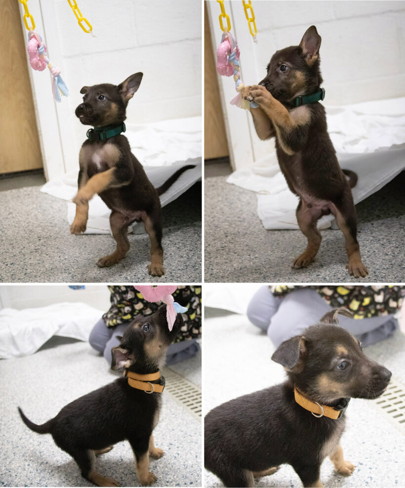 Puppies (male)