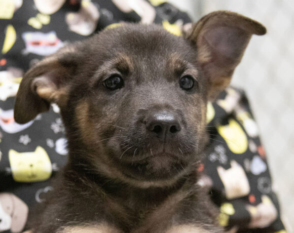 One Male Puppy left!