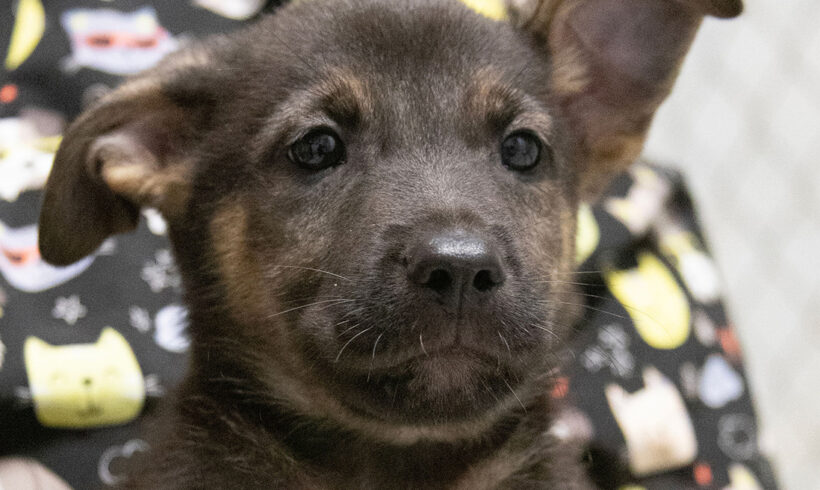 One Male Puppy left! Adopted!