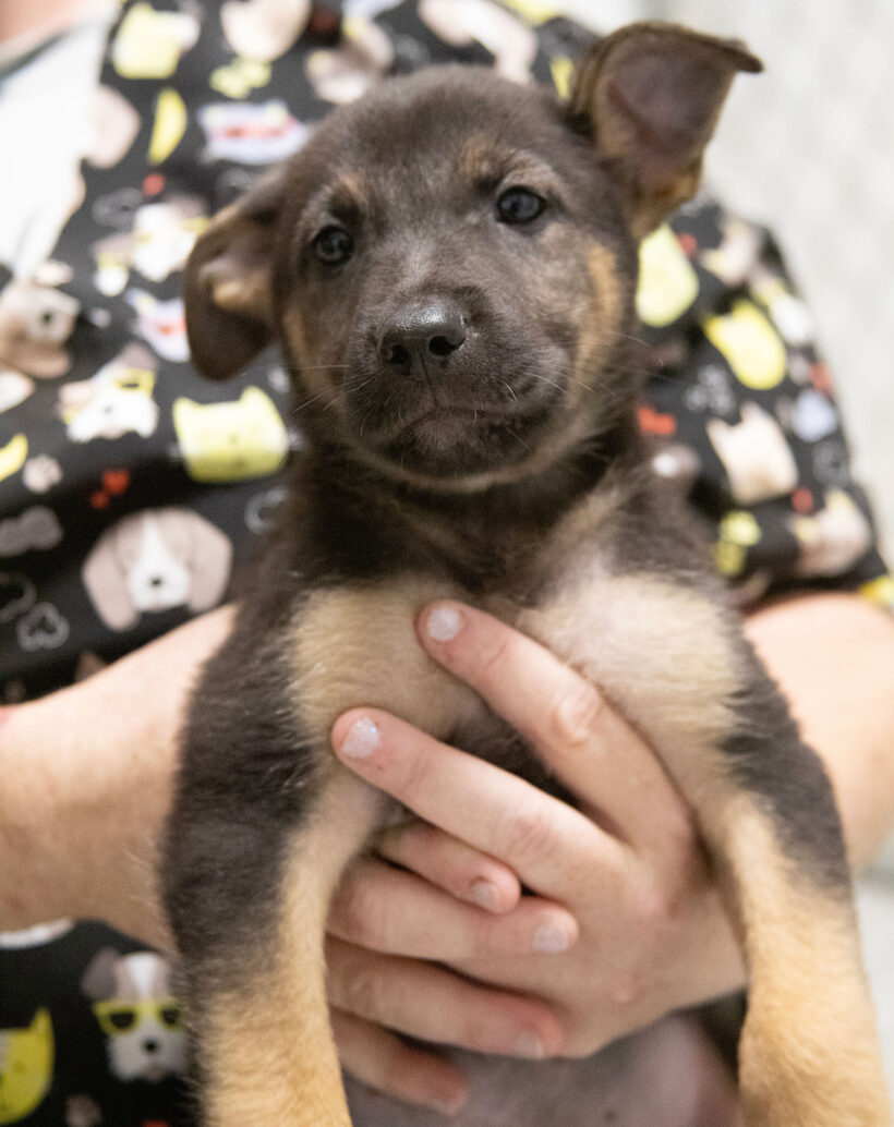 Puppies (male)
