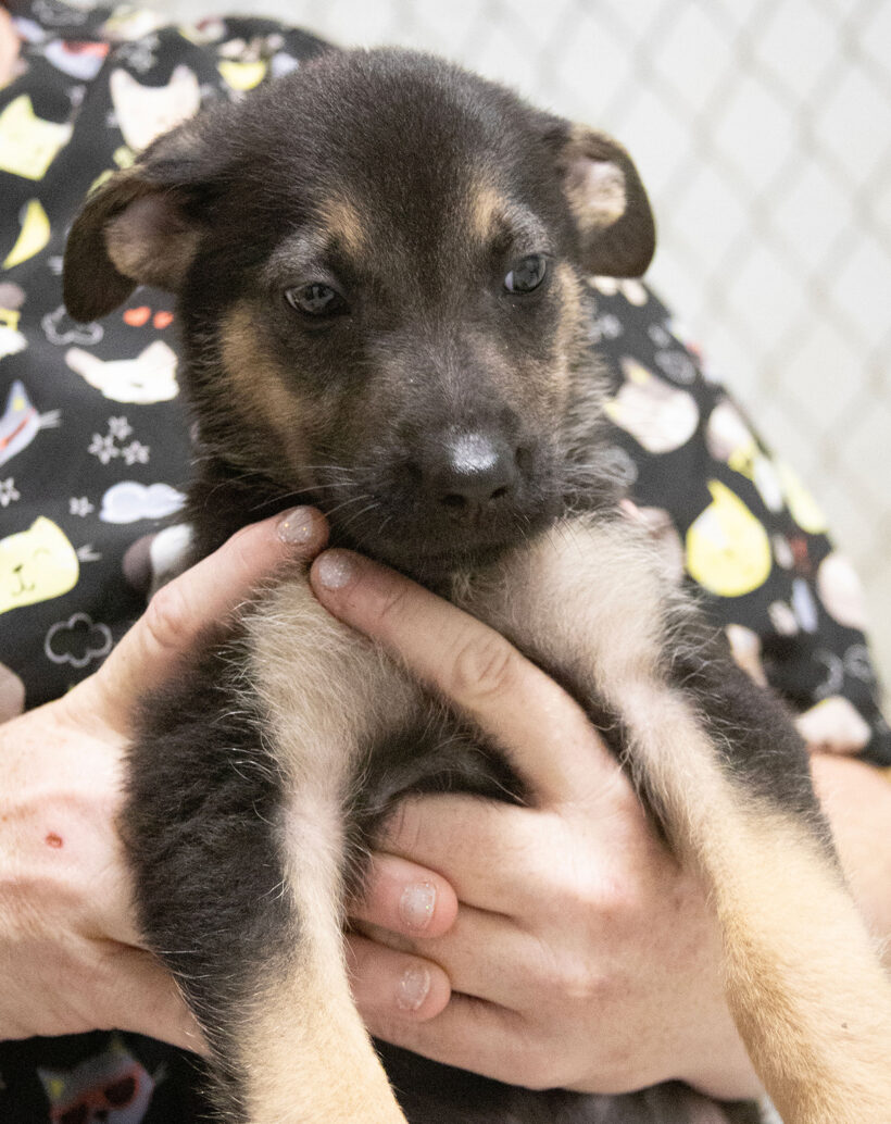 Puppies (male)