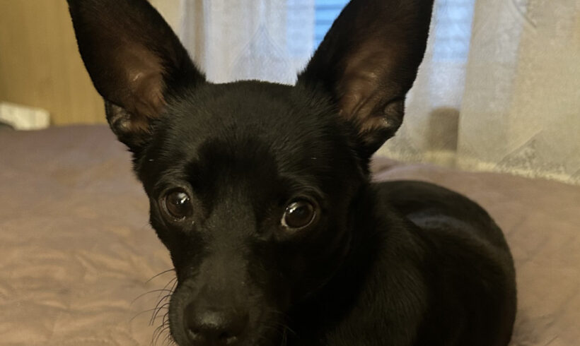 Rio Bear