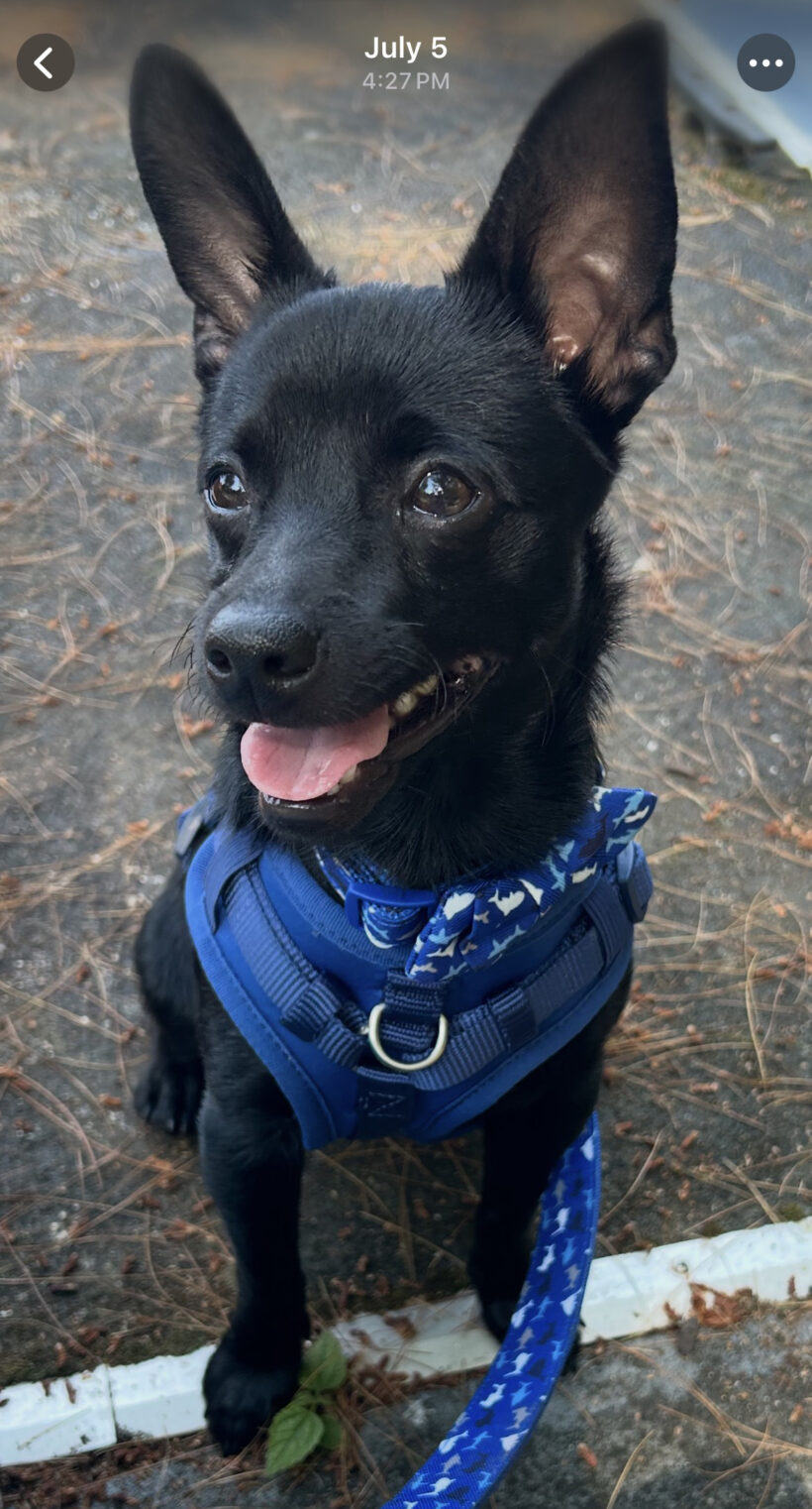 Rio Bear