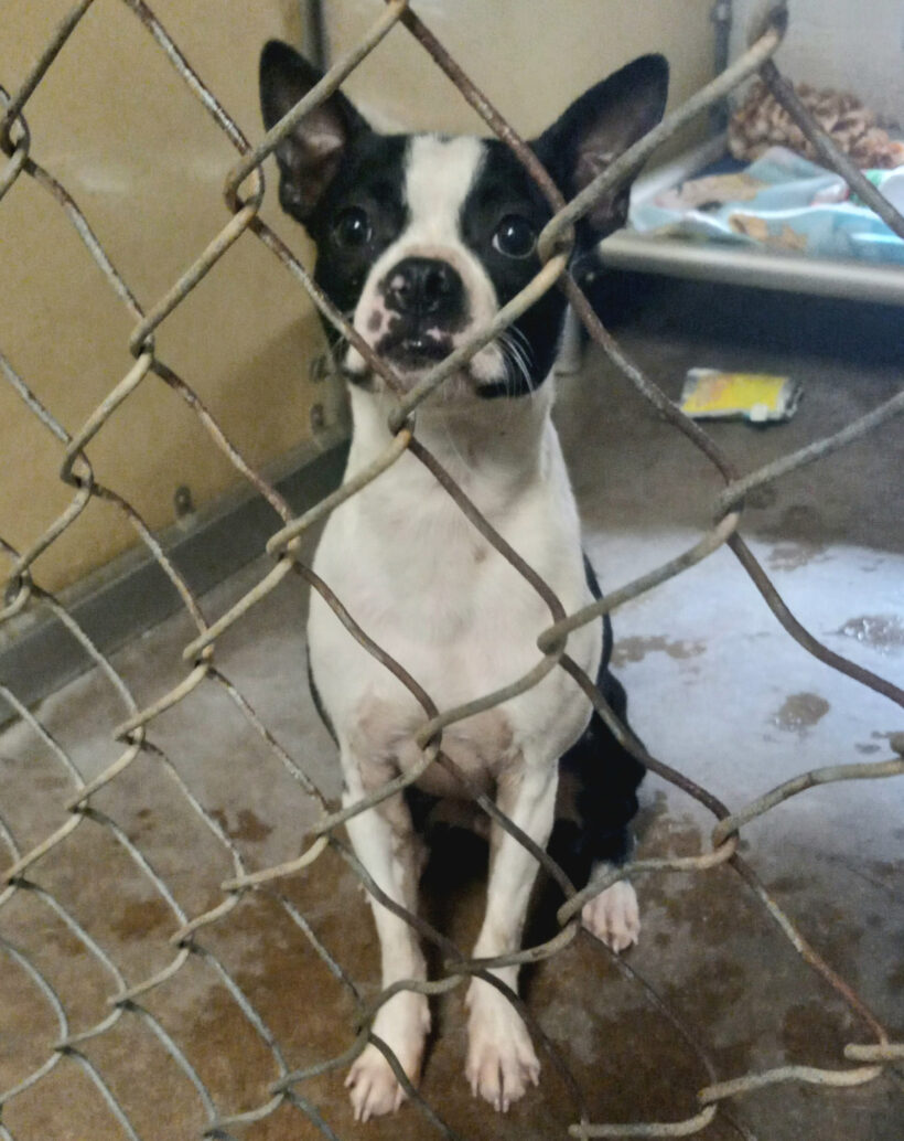 Beans-Adopted!