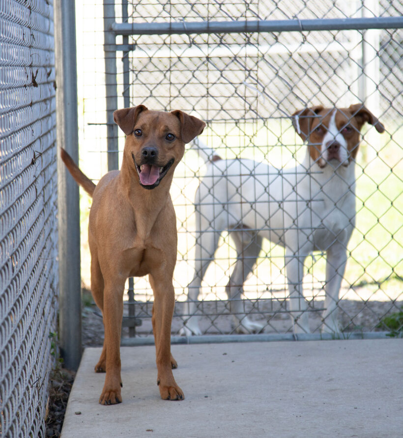 Bambi-Adopted!