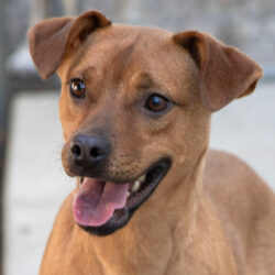 Bambi-Adopted!