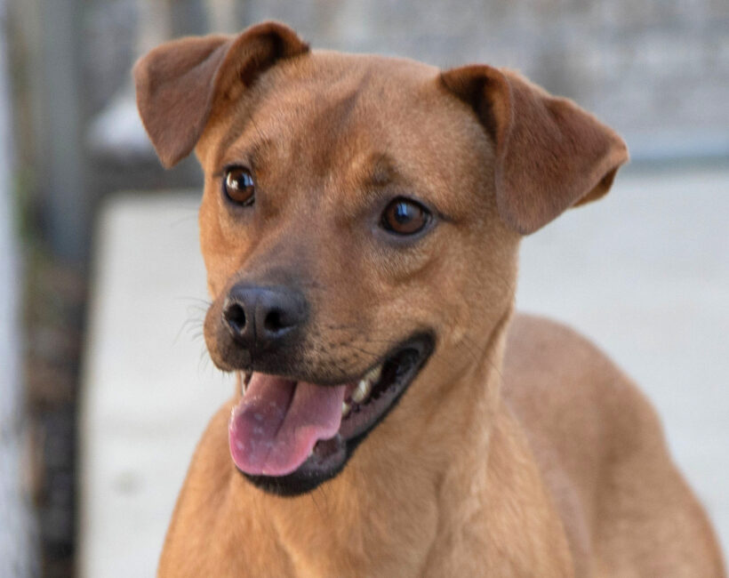 Bambi-Adopted!