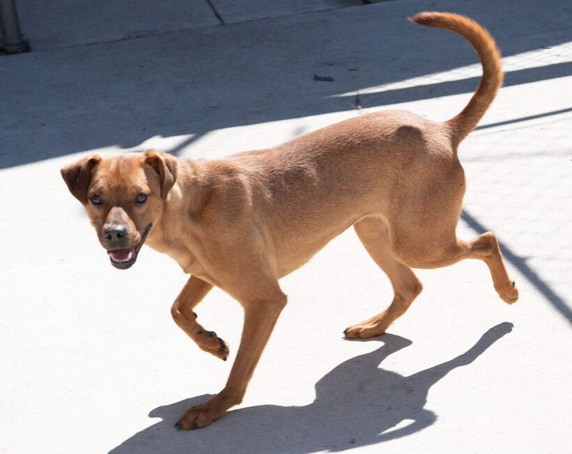 Bambi-Adopted!
