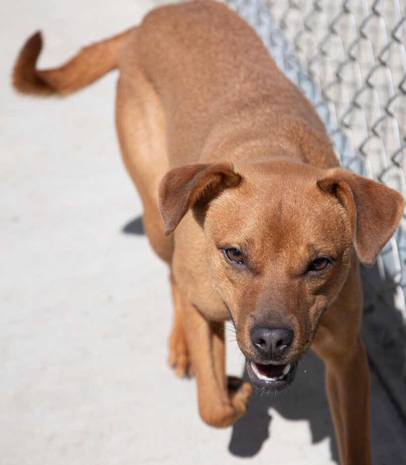 Bambi-Adopted!