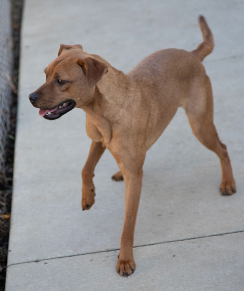 Bambi-Adopted!