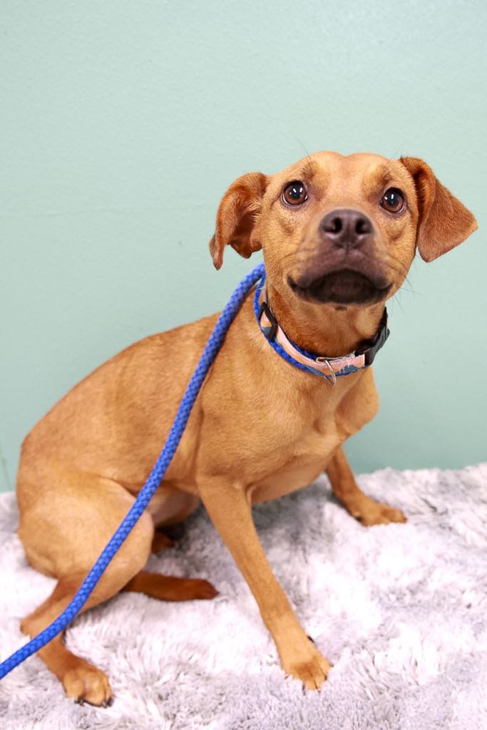 Bambi-Adopted!