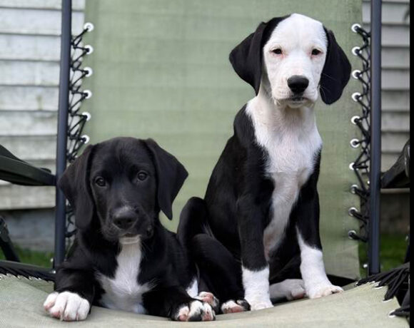 Daisy & Duke