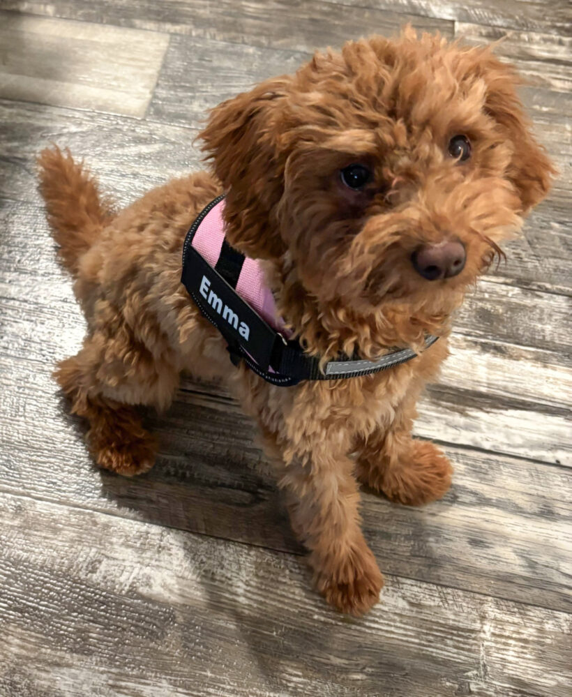 Emma-Adopted!