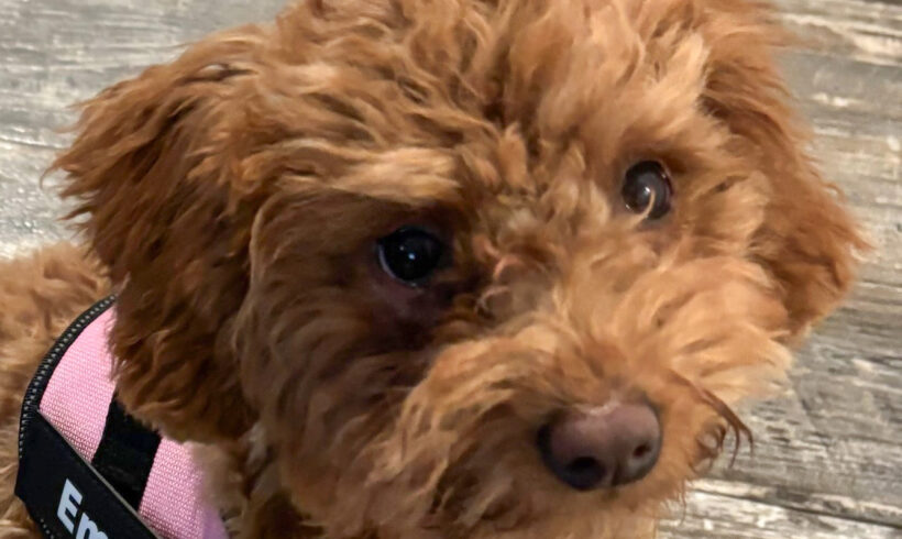 Emma-Adopted!