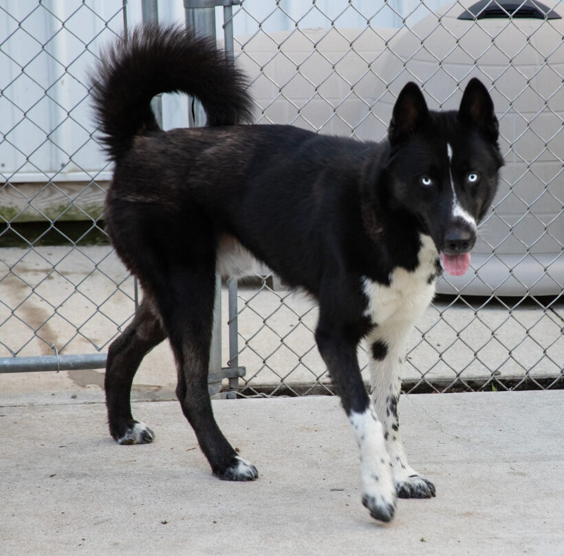 Maverick-Adopted! Maverick-Adopted!