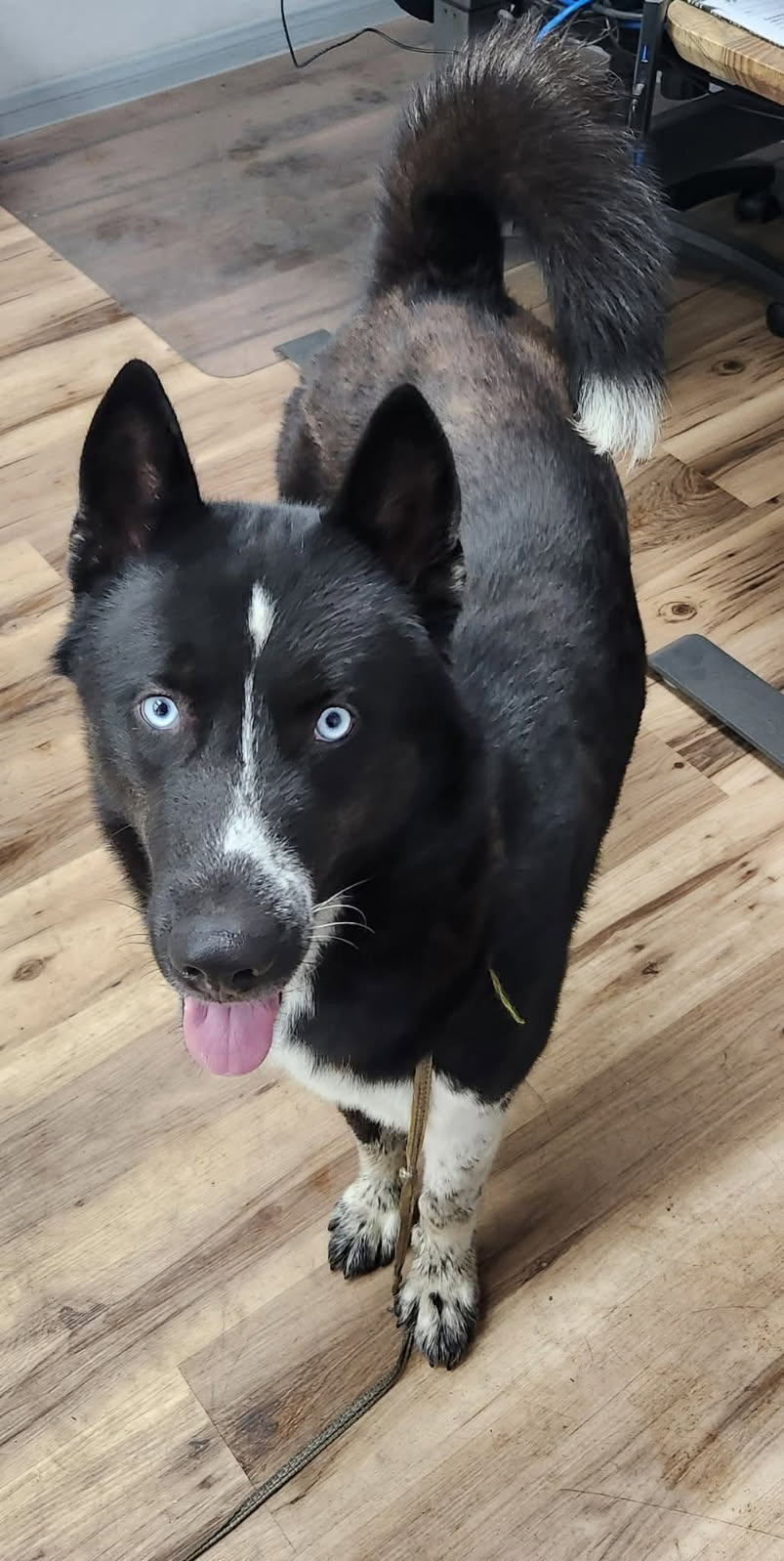 Maverick-Adopted! Maverick-Adopted!