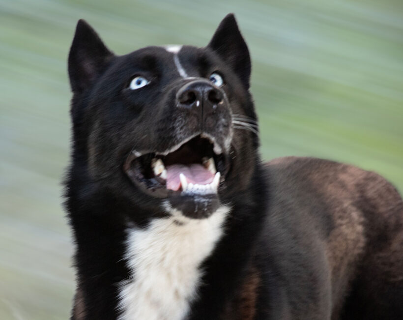 Maverick-Adopted! Maverick-Adopted!