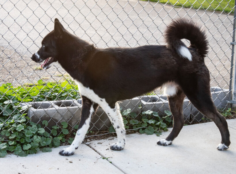 Maverick-Adopted! Maverick-Adopted!