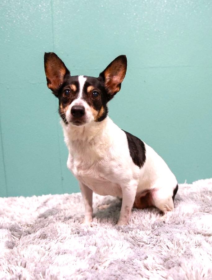 Missy-Adopted! Missy-Adopted!