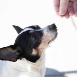 Missy-Adoption Pending!