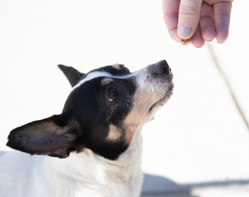 Missy-Adopted! Missy-Adopted!