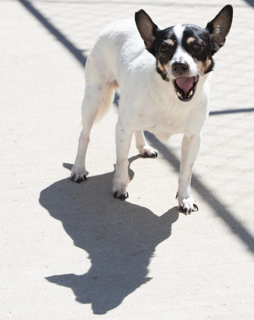 Missy-Adopted! Missy-Adopted!