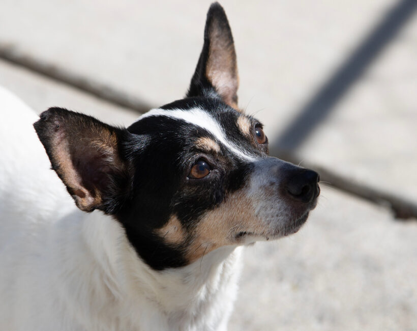 Missy-Adopted! Missy-Adopted!