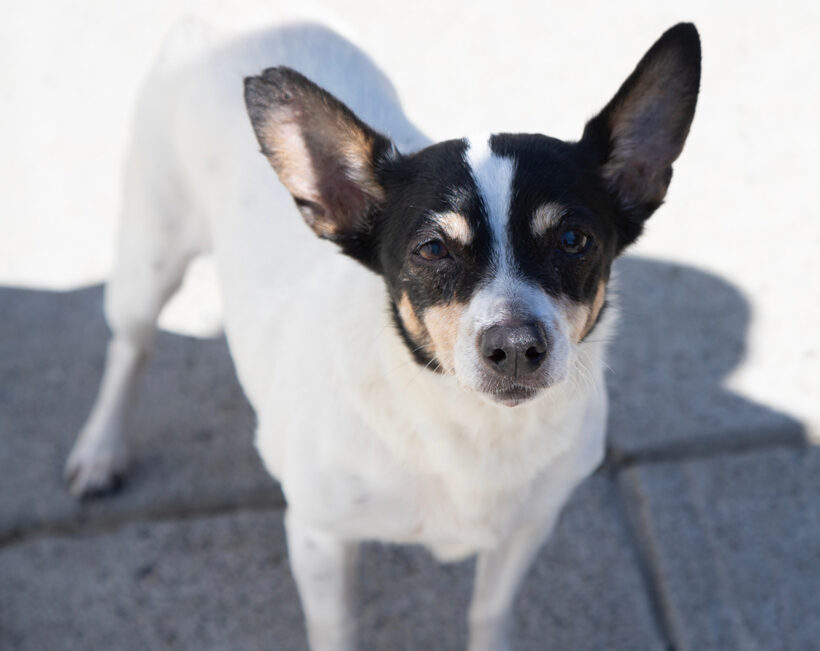 Missy-Adopted! Missy-Adopted!