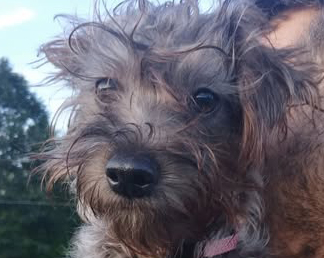 Myrtle