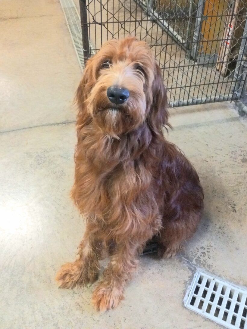 Perry-Adopted!