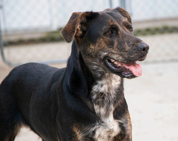 Sally-Adopted!
