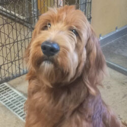 Perry-Adopted!