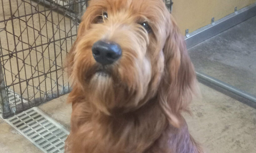 Perry-Adopted!
