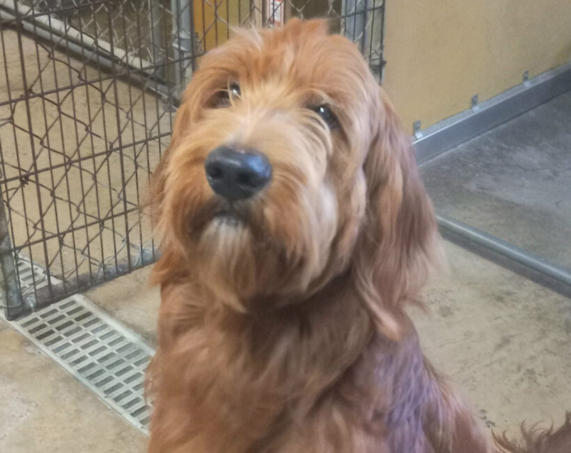 Perry-Adopted!