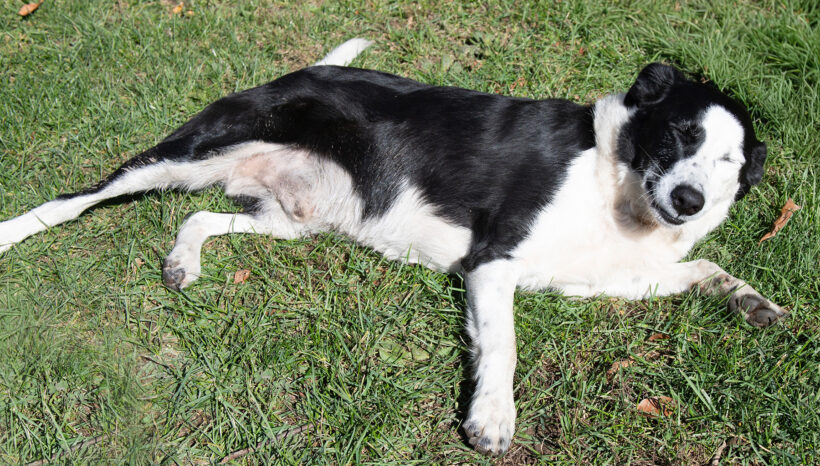 Buckaroo-Adopted! Buckaroo-Adopted!