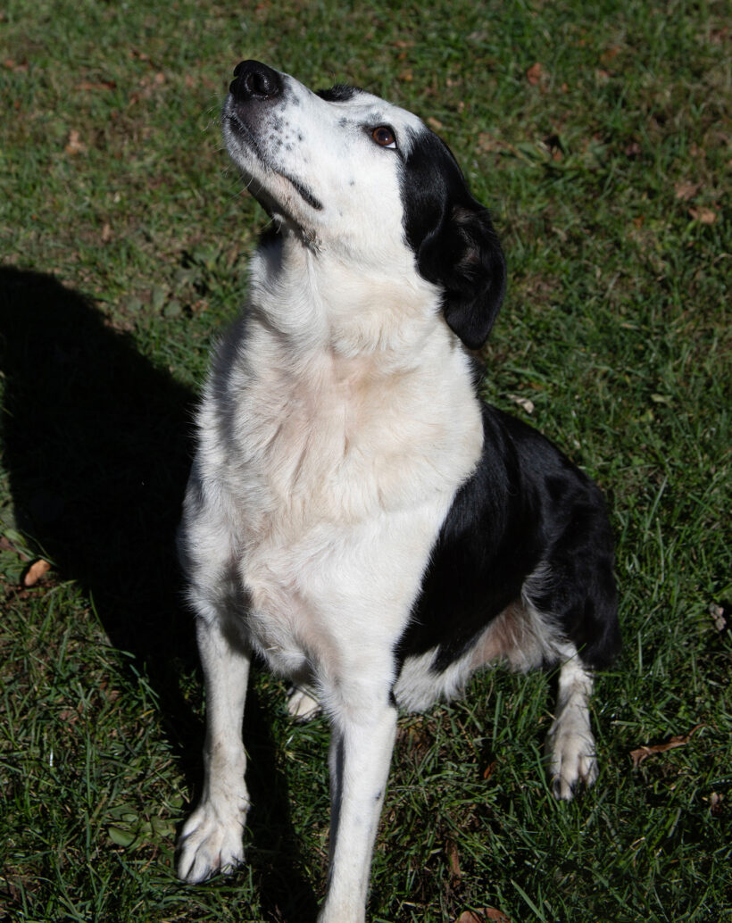 Buckaroo-Adopted! Buckaroo-Adopted!