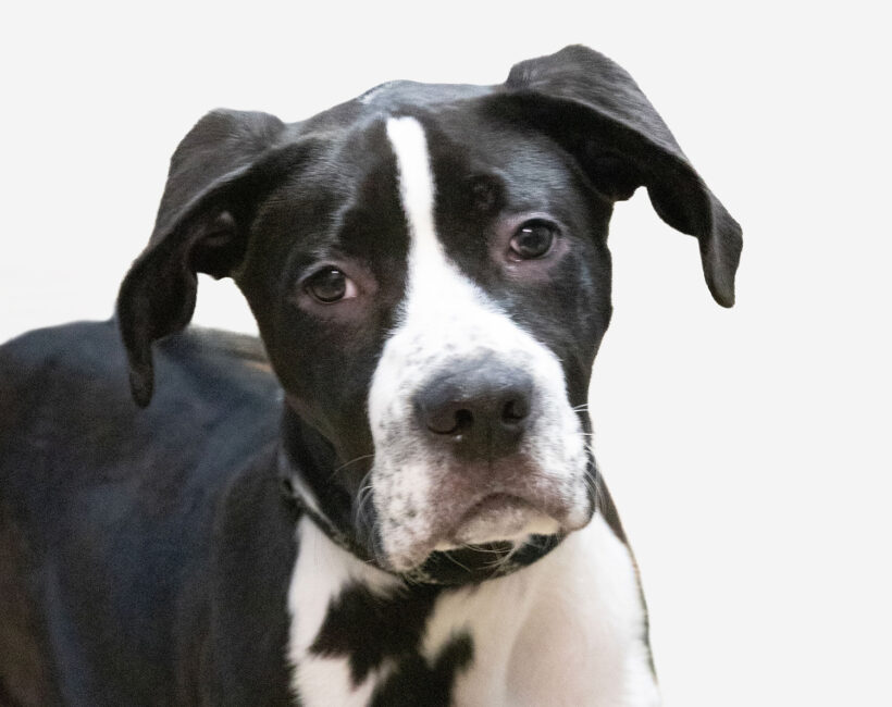 Lexi-Adoption Pending! Lexi-Adoption Pending!