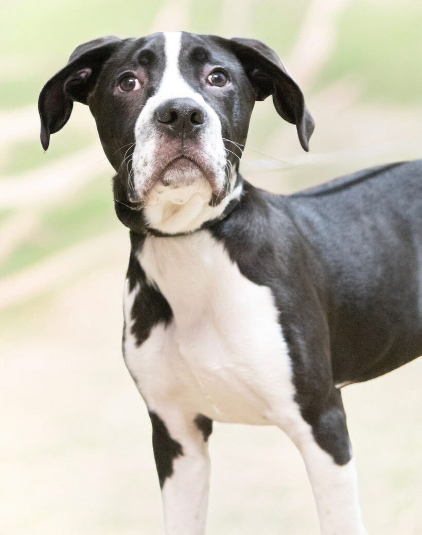 Lexi-Adoption Pending! Lexi-Adoption Pending!