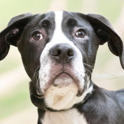 Lexi-Adoption Pending!