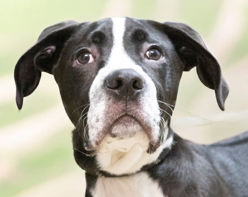 Lexi-Adoption Pending! Lexi-Adoption Pending!