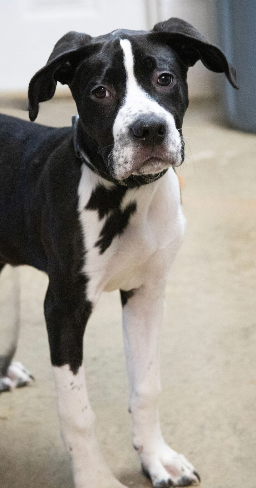 Lexi-Adoption Pending! Lexi-Adoption Pending!