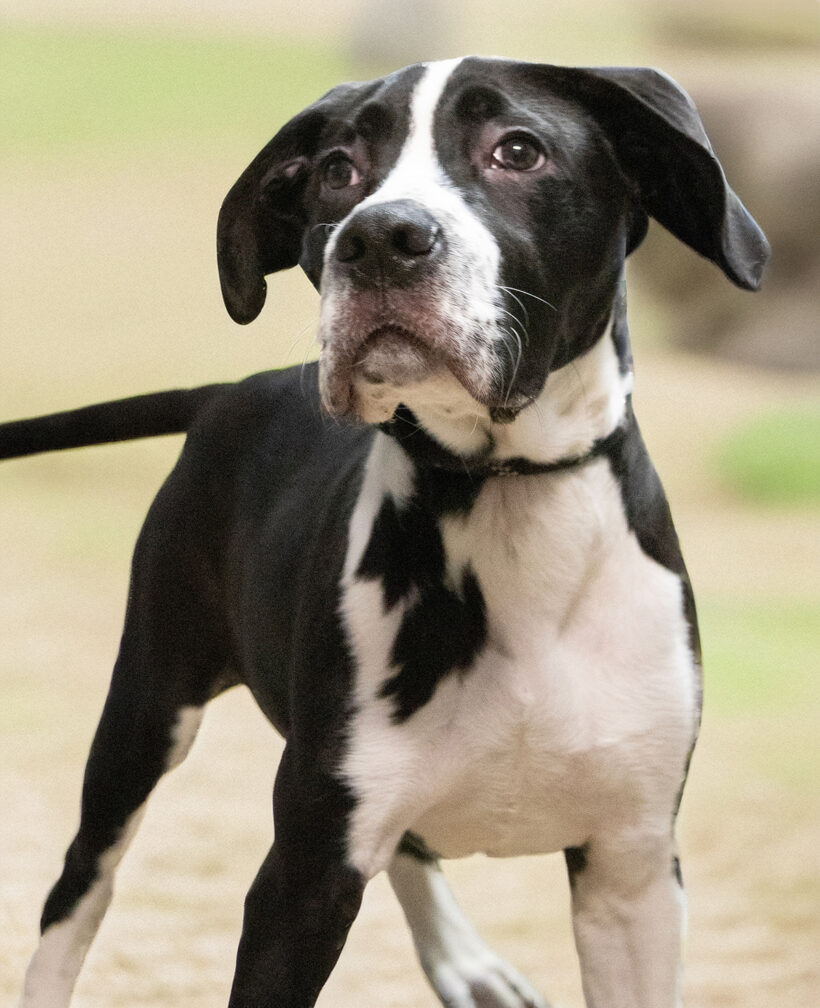 Lexi-Adoption Pending! Lexi-Adoption Pending!