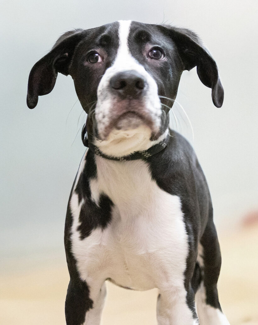 Lexi-Adoption Pending! Lexi-Adoption Pending!