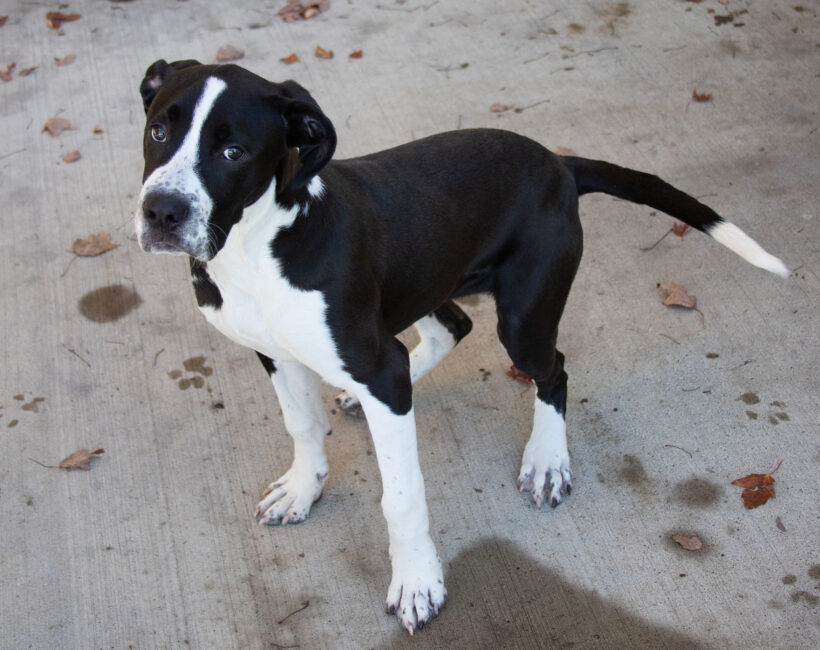 Lexi-Adoption Pending! Lexi-Adoption Pending!