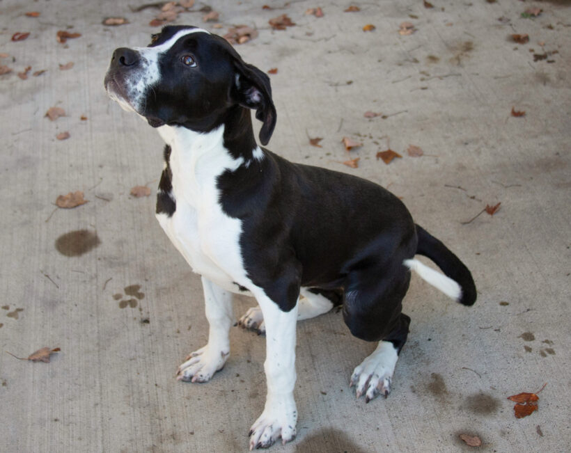 Lexi-Adoption Pending! Lexi-Adoption Pending!