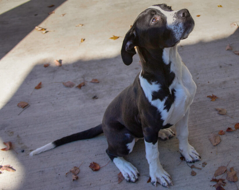 Lexi-Adoption Pending! Lexi-Adoption Pending!